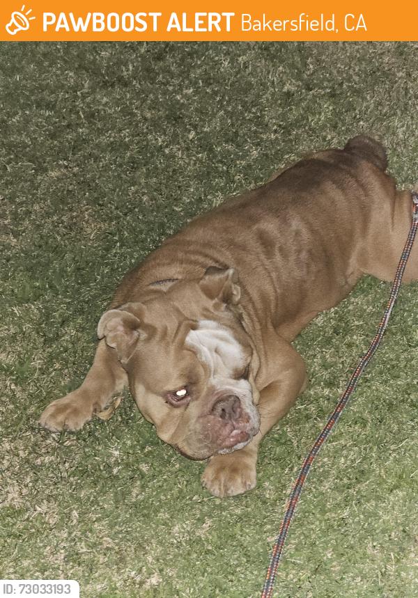 Found/Stray Male Dog last seen Monitor st , Bakersfield, CA 93307