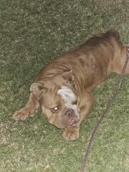 Found/Stray Male Dog last seen Monitor st , Bakersfield, CA 93307