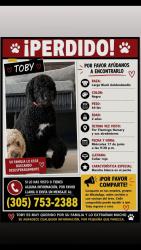 Lost Male Dog last seen Flamingo Nursery, Davie, FL 33328