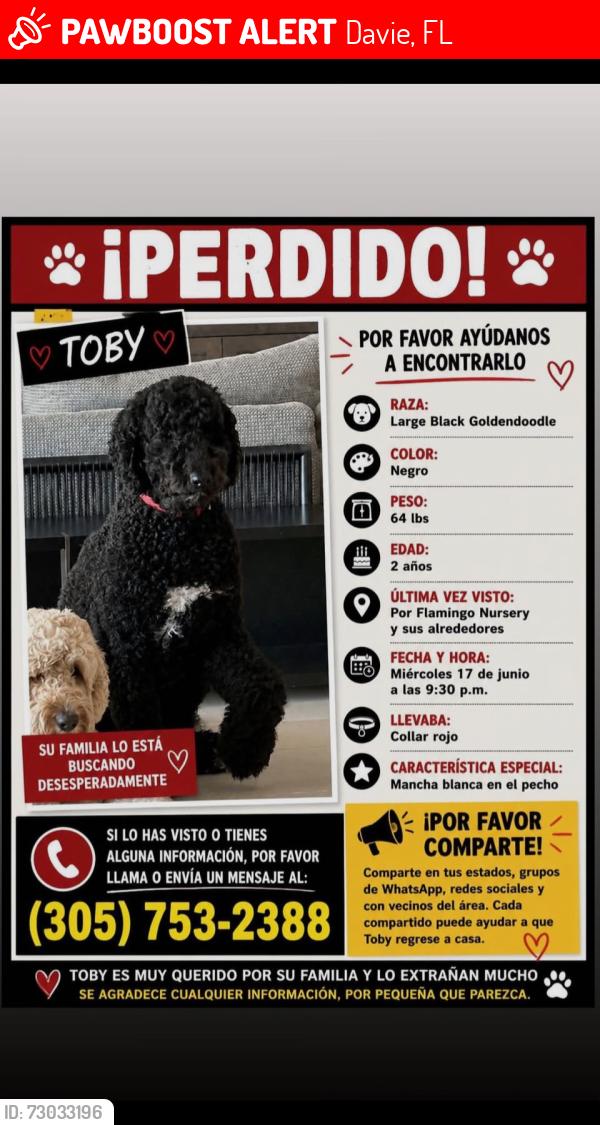 Lost Male Dog last seen Flamingo Nursery, Davie, FL 33328