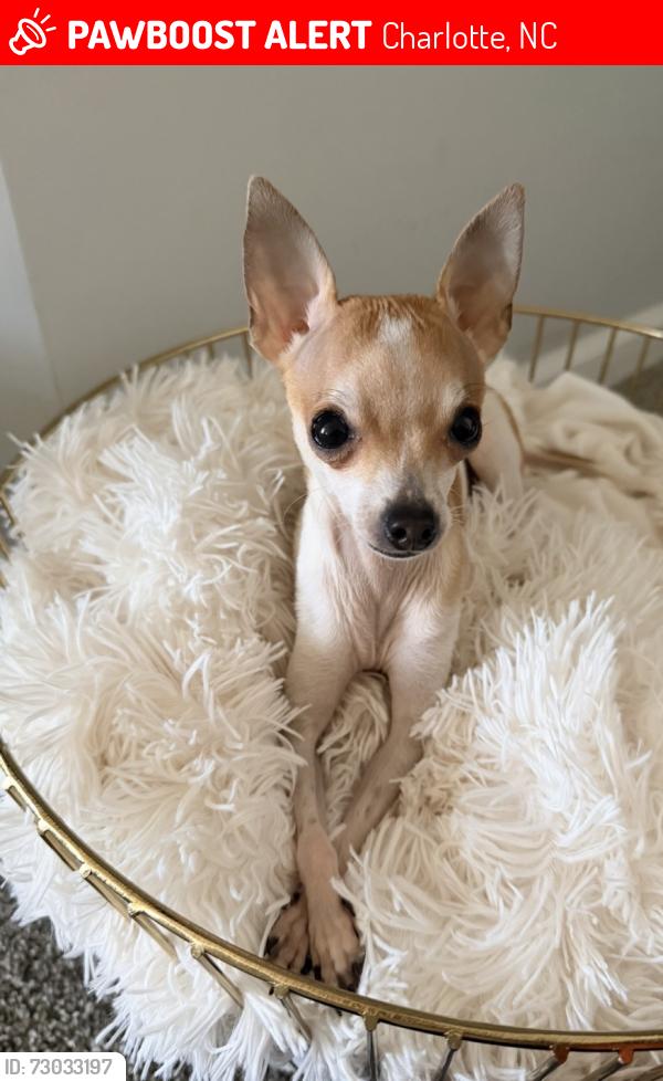 Lost Male Dog last seen Crossing  Ashley rd& Tuskasegee rd , Charlotte, NC 28208
