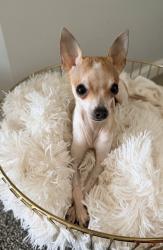 Lost Male Dog last seen Crossing  Ashley rd& Tuskasegee rd , Charlotte, NC 28208