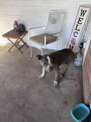 Found/Stray Male Dog last seen Lee street and Tucson blvd, Tucson, AZ 85716