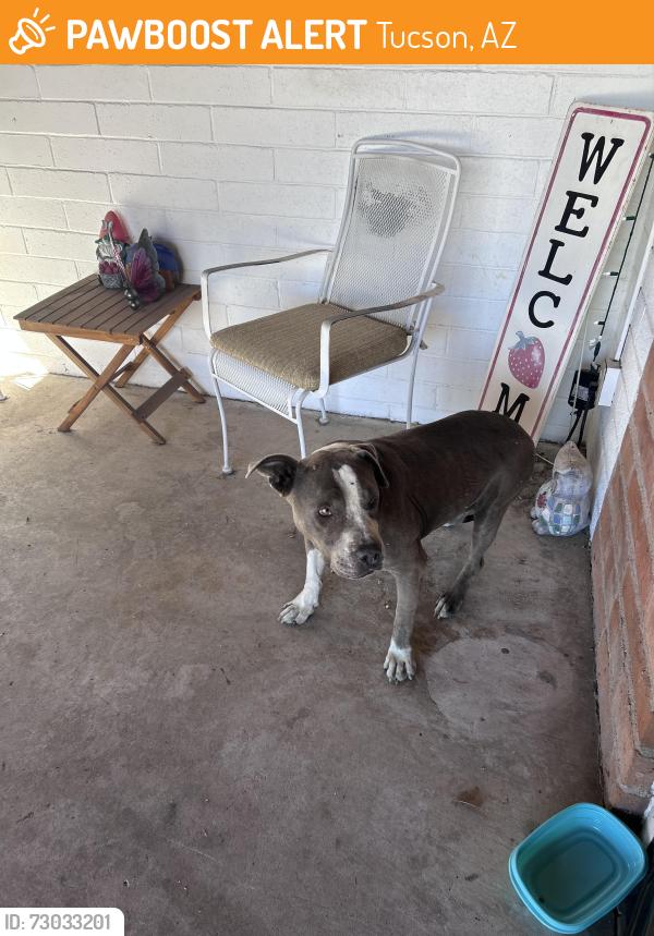 Found/Stray Male Dog last seen Lee street and Tucson blvd, Tucson, AZ 85716