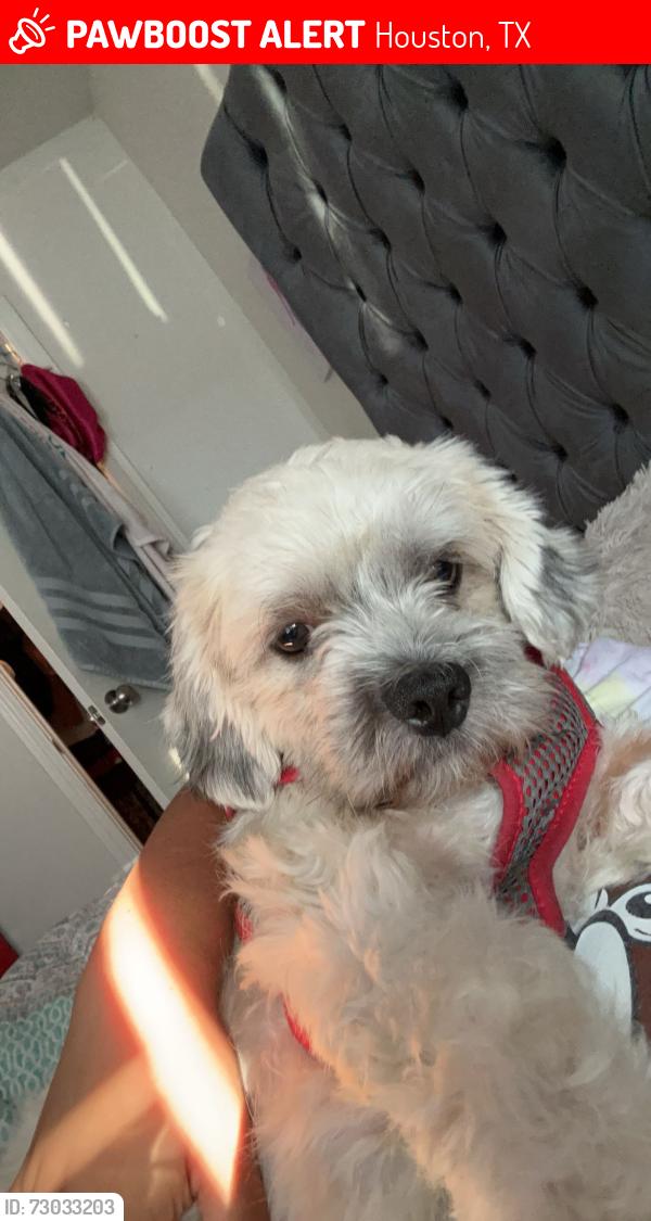 Lost Male Dog last seen Bissonnet and renwick, Houston, TX 77081