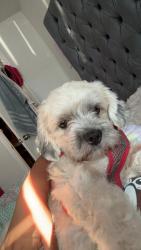 Lost Male Dog last seen Bissonnet and renwick, Houston, TX 77081