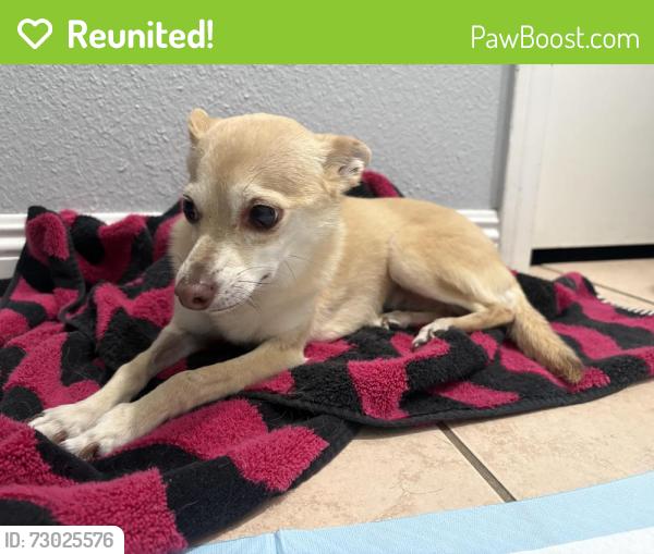 Reunited Female Dog last seen Jefferson Elementary School, Hawthorne, CA 90250