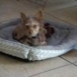 Lost Male Dog last seen North upland , Upland, CA 91786