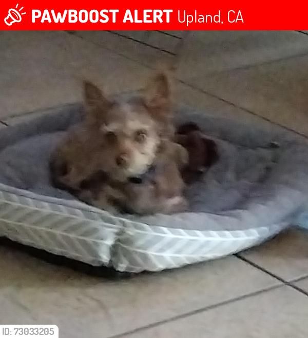 Lost Male Dog last seen North upland , Upland, CA 91786