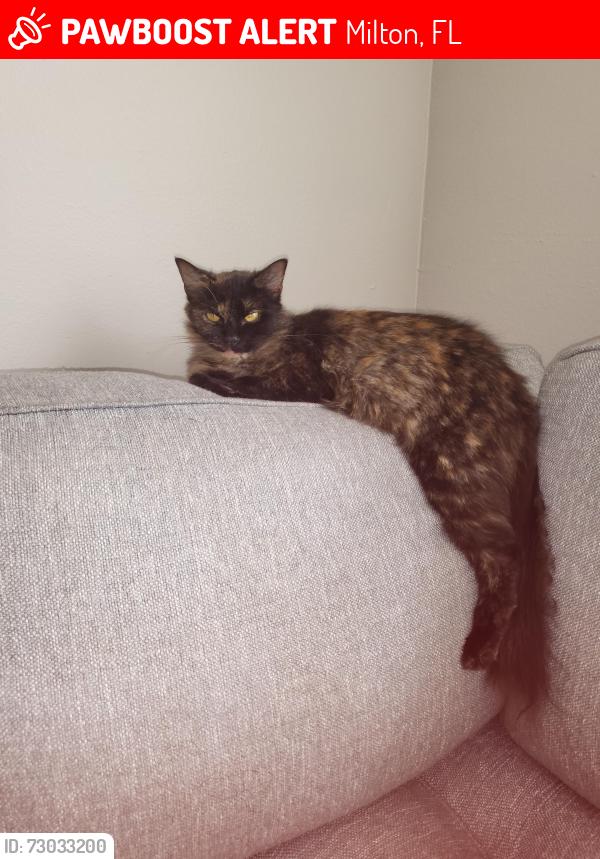 Lost Female Cat last seen Dogwood and 90, Milton, FL 32570