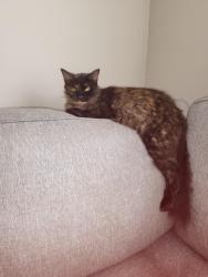Lost Female Cat last seen Dogwood and 90, Milton, FL 32570