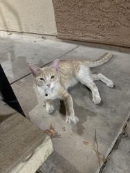 Found/Stray Male Cat last seen Arville and Twain, Las Vegas Valley, NV 89139