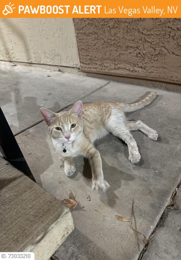 Found/Stray Male Cat last seen Arville and Twain, Las Vegas Valley, NV 89139
