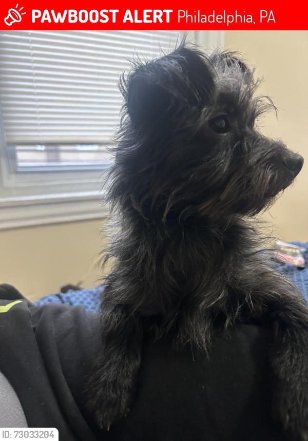 Lost Female Dog last seen North 18th st Philadelphia Pa , Philadelphia, PA 19140