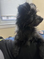 Lost Female Dog last seen North 18th st Philadelphia Pa , Philadelphia, PA 19140