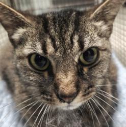 Shelter Stray Unknown Cat last seen , 11361 W Pico Blvd, Los Angeles, CA 90064, USA
