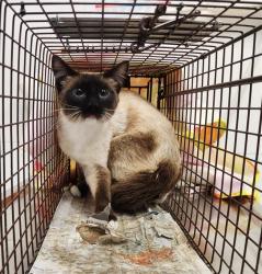Shelter Stray Unknown Cat last seen , 11361 W Pico Blvd, Los Angeles, CA 90064, USA