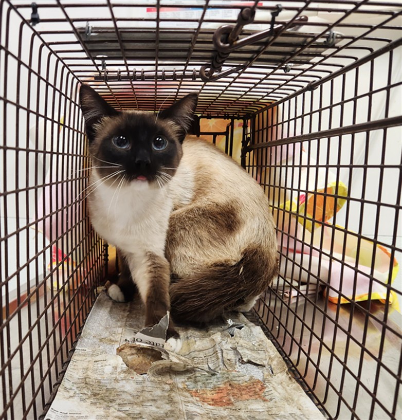 Shelter Stray Unknown Cat last seen , 11361 W Pico Blvd, Los Angeles, CA 90064, USA