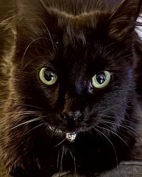 Found/Stray Female Cat last seen Vanbruen Rd, Cedarburg, WI 53012