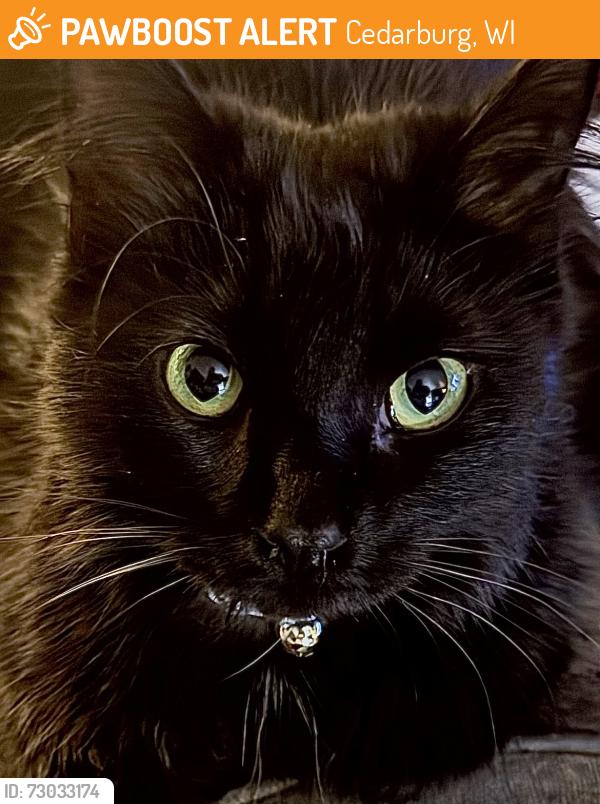 Found/Stray Female Cat last seen Vanbruen Rd, Cedarburg, WI 53012