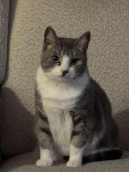 Reunited Female Cat last seen Near Del Monte Blvd, Marina, CA 93933, USA, Marina, CA 93933