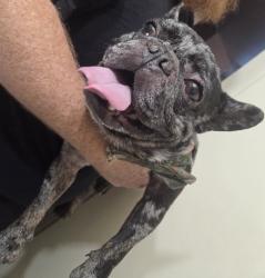 Reunited Male Dog last seen Alondra and Orange Ave. On Gundry ave., Paramount, CA 90221