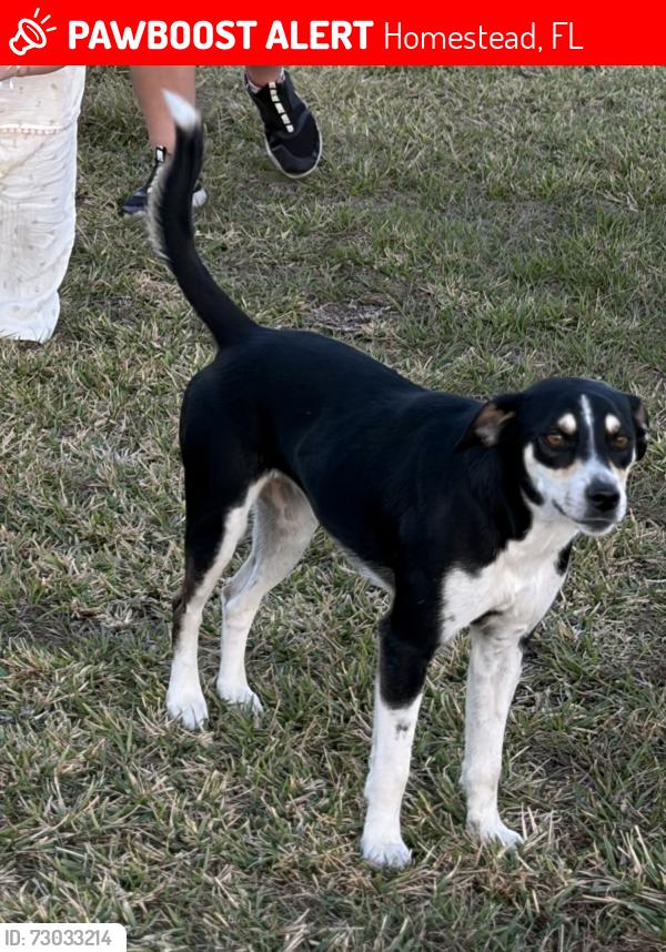 Lost Female Dog last seen hmstd Airport , Homestead, FL 33031