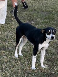Lost Female Dog last seen hmstd Airport , Homestead, FL 33031