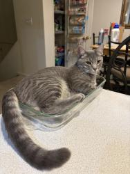 Lost Male Cat last seen Coral and Elign Dr, Desert Sage Elementary, Pueblo West, CO 81007