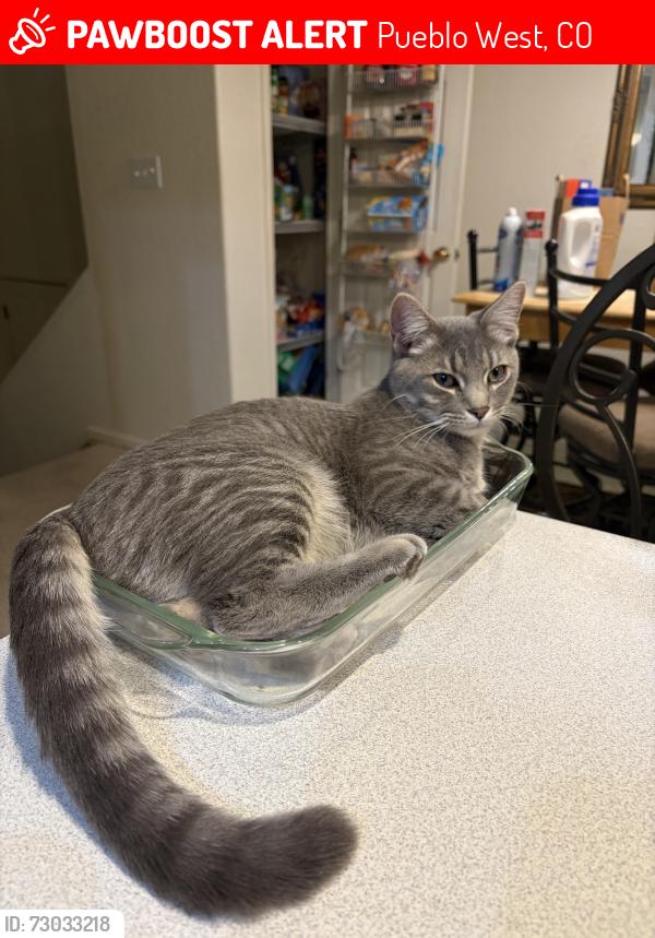 Lost Male Cat last seen Coral and Elign Dr, Desert Sage Elementary, Pueblo West, CO 81007
