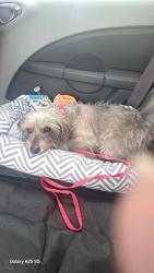 Reunited Female Dog last seen Lantana, N Broadway , Lantana, FL 33462