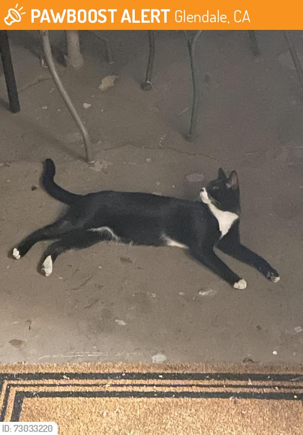 Found/Stray Unknown Cat last seen Glenoaks Blvd, Jons Supermarket , Glendale, CA 91205