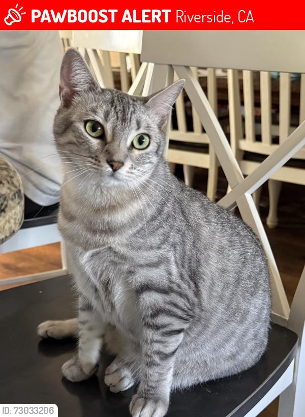 Lost Female Cat last seen coolwater dr and arlington ave, Riverside, CA 92505