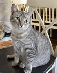 Lost Female Cat last seen coolwater dr and arlington ave, Riverside, CA 92505