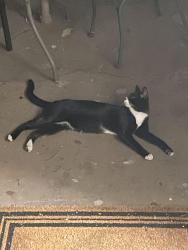 Found/Stray Unknown Cat last seen Glenoaks Blvd, Jons Supermarket , Glendale, CA 91205