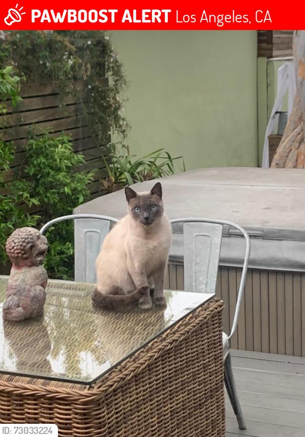Lost Male Cat last seen Mitchell, Los Angeles, CA 90066
