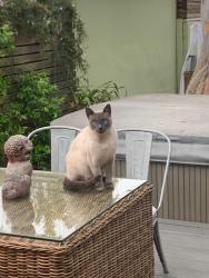 Lost Male Cat last seen Mitchell, Los Angeles, CA 90066