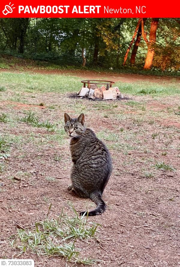 Lost Male Cat last seen McKay Rd, Newton, Newton, NC 28658