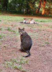 Lost Male Cat last seen McKay Rd, Newton, Newton, NC 28658
