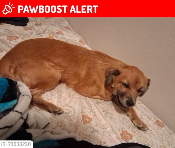 Lost Female Dog last seen Gage St & Parmelee ave, Florence-Graham, CA 90001