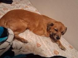 Lost Female Dog last seen Gage St & Parmelee ave, Florence-Graham, CA 90001