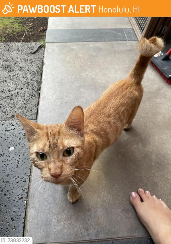 Found/Stray Male Cat last seen Diamond head, Honolulu, HI 96815