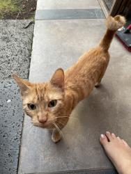 Found/Stray Male Cat last seen Diamond head, Honolulu, HI 96815