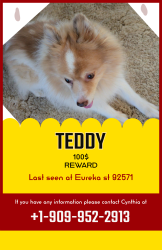 Lost Male Dog last seen Eureka street, Perris, CA 92571