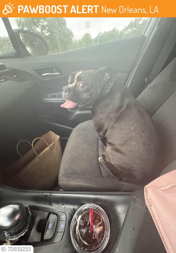 Found/Stray Female Dog last seen Woodland drive , New Orleans, LA 70131
