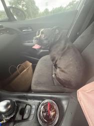 Found/Stray Female Dog last seen Woodland drive , New Orleans, LA 70131