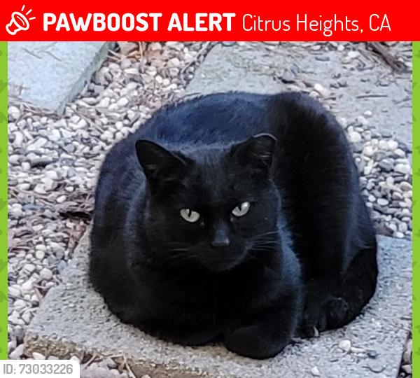 Lost Female Cat last seen Donegal Drive-In the Greenback Townehomes gated community, Citrus Heights, CA 95621