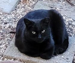 Lost Female Cat last seen Donegal Drive-In the Greenback Townehomes gated community, Citrus Heights, CA 95621