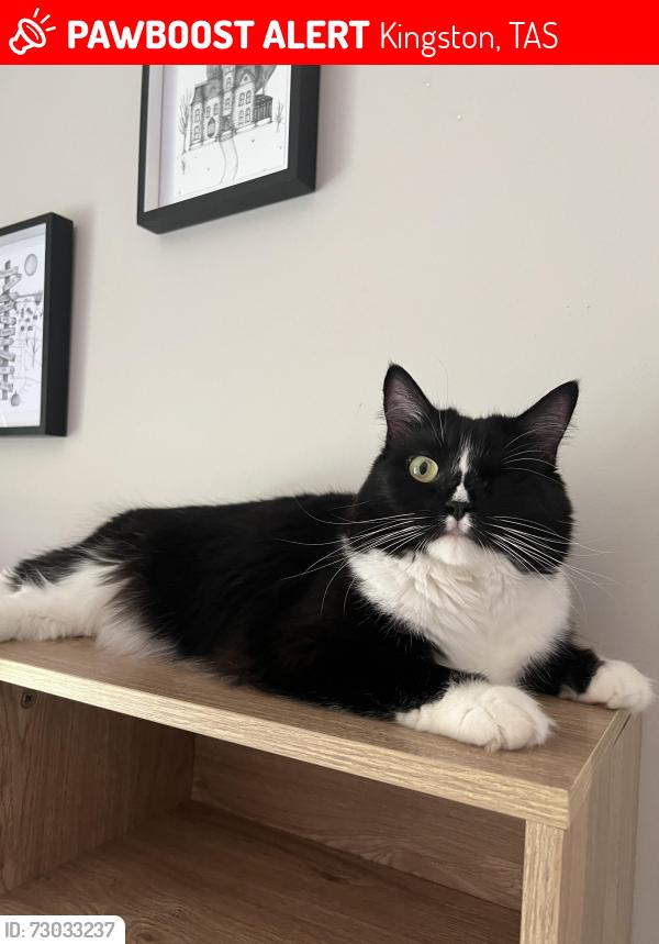 Lost Female Cat last seen Reeves Crescent Kingston TAS 7050, Kingston, TAS 7050