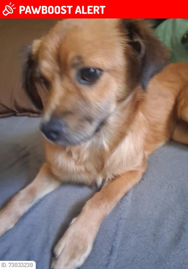 Lost Female Dog last seen Gage St & Parmelee Ave, Florence-Graham, CA 90001